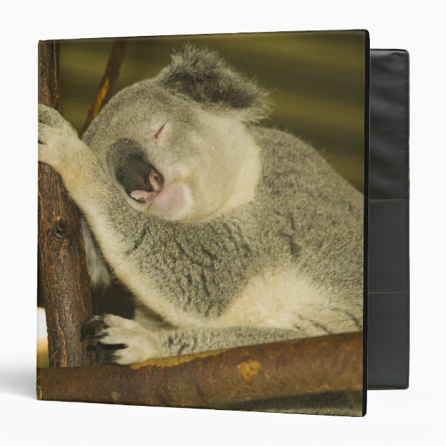 Classeur Australie, Queensland, Brisbane. Arborescence des  (Devant/Intérieur)