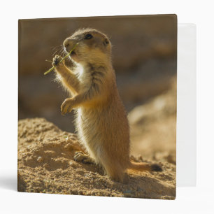 Classeur Baby prairie chien mangeant, Arizona