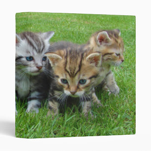 Classeur Bande des chatons adorables