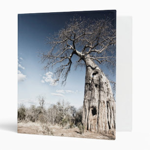 Classeur Baobab dans le parc national des piscines de Mana,