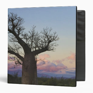 Classeur Baobabs, Berenty, Toliara, Madagascar