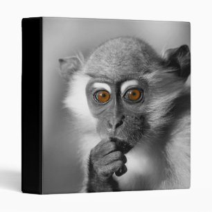 Classeur Bébé Mangabey