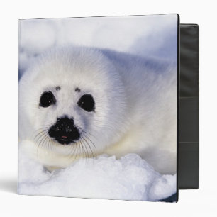 Classeur Bébé phoque à harpe glace golfe du Saint-Laurent,