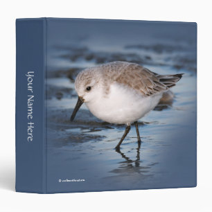 Classeur Belle Bécasseau De Sanderling Marche Les Rives D'H