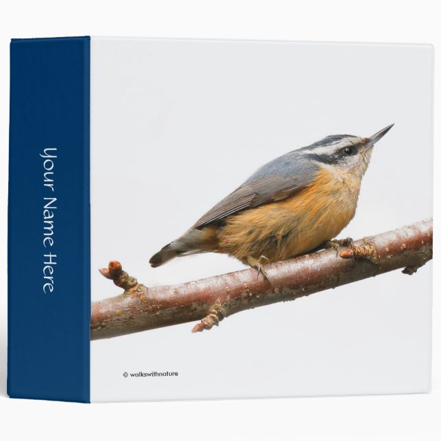 Classeur Belle Nuthatch à poitrine rouge sur une branche (Devant/Côté)