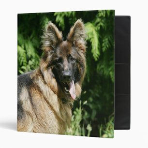 Classeur Berger allemand aux cheveux longs Brown 1