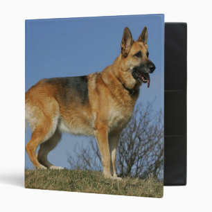Classeur Berger allemand aux cheveux longs Brown 2