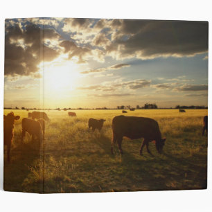 Classeur Bétail dans le domaine, coucher du soleil