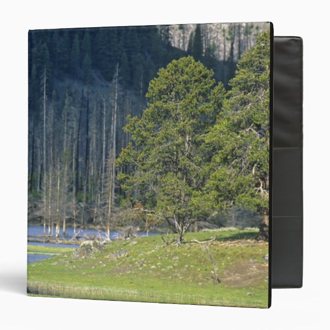 Classeur Bison avec le veau au parc national Yellowstone (Devant/Intérieur)