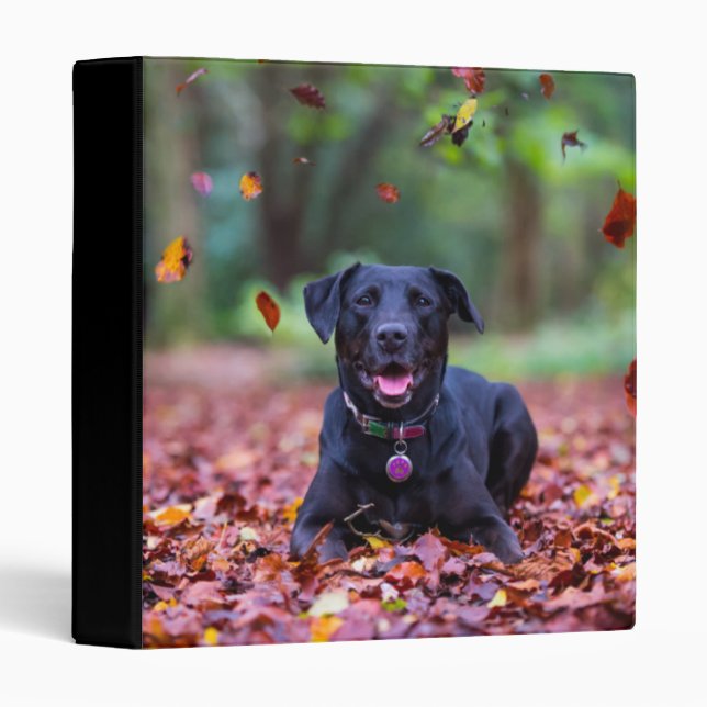 Classeur Black Labrador Dans Les Feuilles Automnes (Devant/Côté)