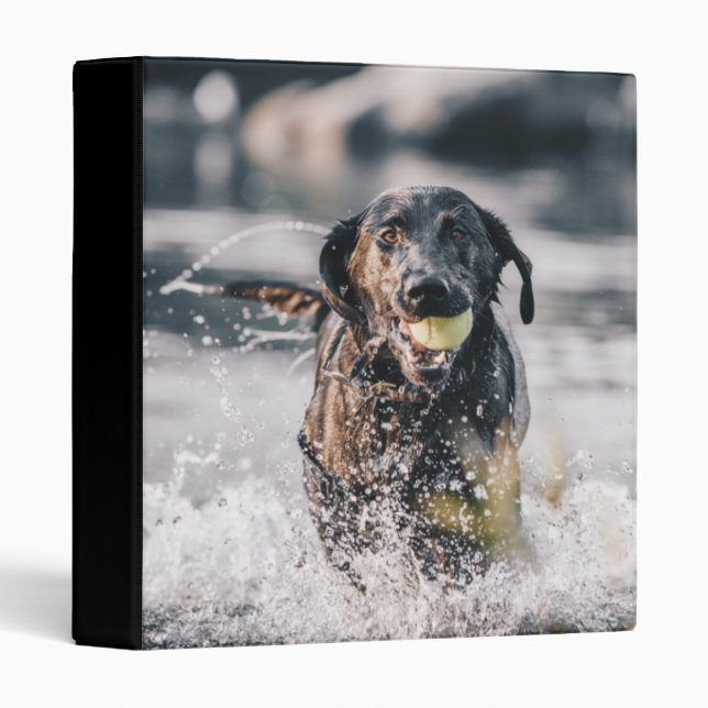 Classeur Black Labrador Joue La Récupération Dans L'Eau (Devant/Côté)