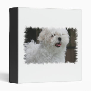 Classeur blanc de chien maltais