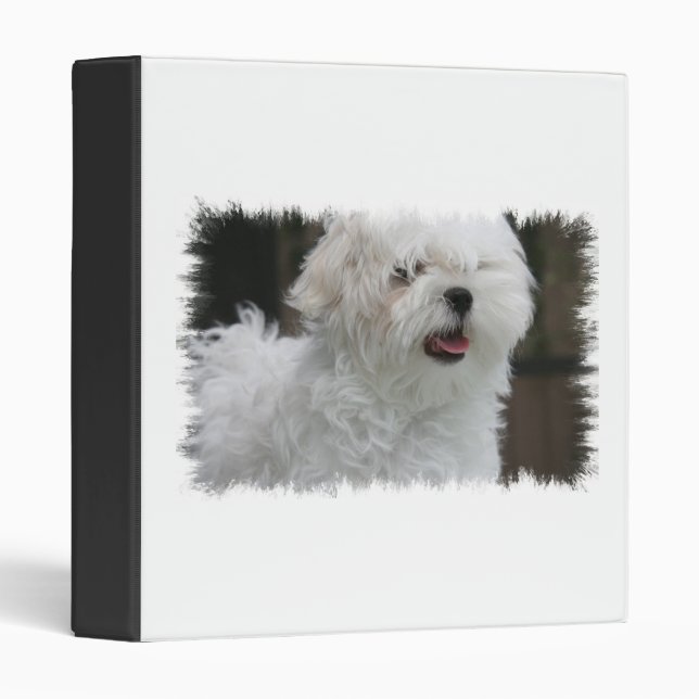 Classeur blanc de chien maltais (Devant/Côté)