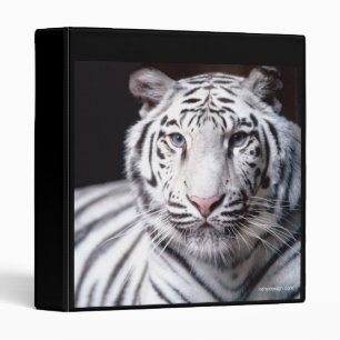 Classeur blanc de tigre de Bengale