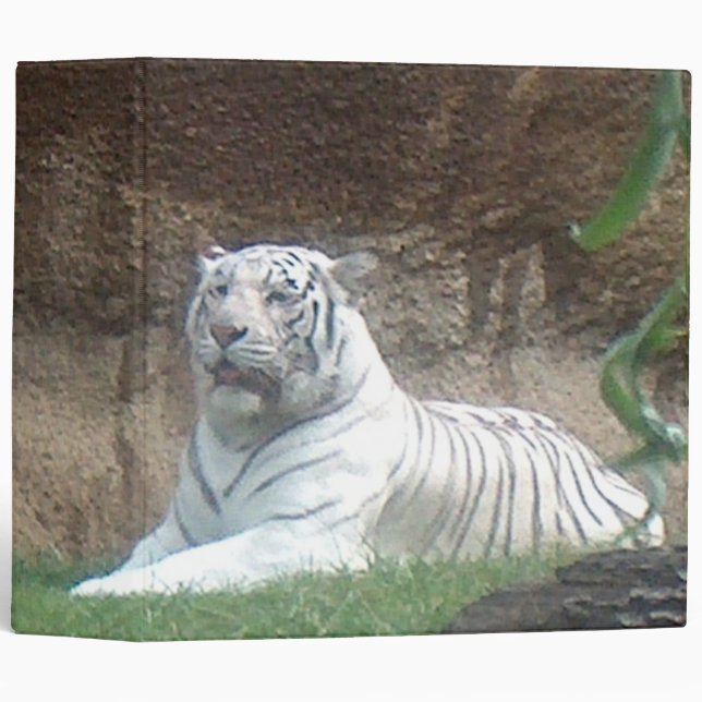 Classeur blanc se dorant de tigre (Devant/Côté)