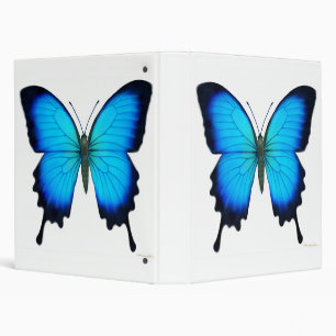 Classeur bleu d'Avery de papillon d'Ulysse