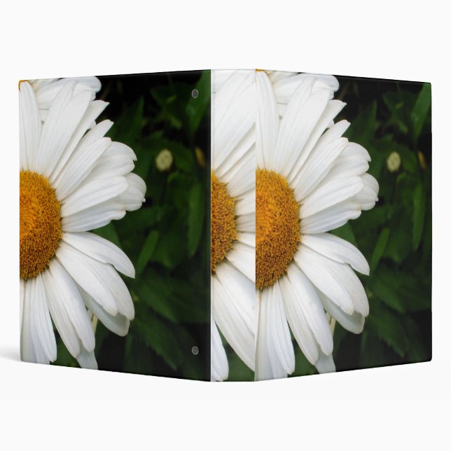 Classeur Bord d'une marguerite (Arrière-plan)
