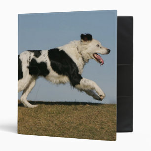 Classeur Border collie courant 2