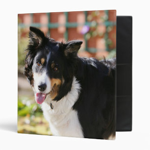 Classeur Border collie haletant 1