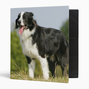 Classeur Border collie haletant la position
