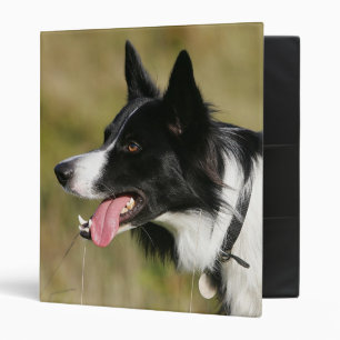 Classeur Border collie haletant le Headshot 2