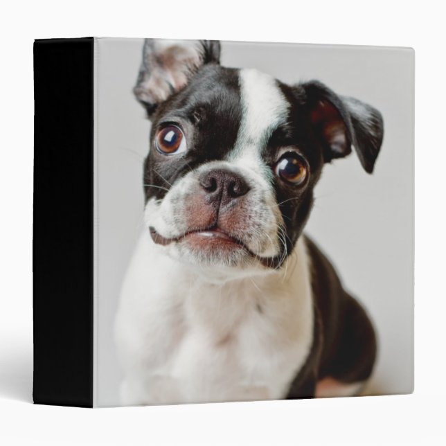 Classeur Boston Terrier (Devant/Côté)