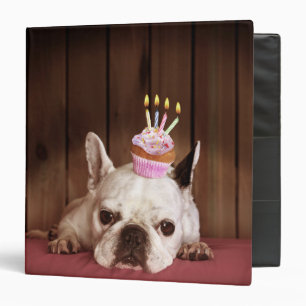 Classeur Bouledogue français avec le petit gâteau