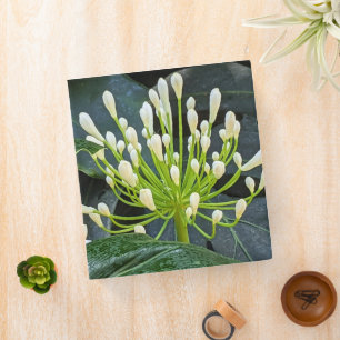 Classeur Bourgeons d'Agapanthus blanc floral