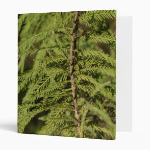 Classeur Branche Cypress Bald
