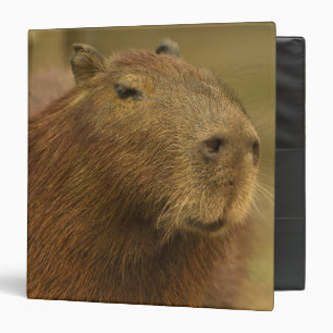 Classeur Brésil, Pantanal, Matto Grosso. Capybara