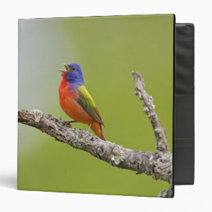 Classeur Bruant à tête rouge (Passerina ciris) mâle chantan