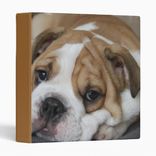 Classeur Cahier de Sleeping Bulldog