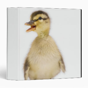 Classeur Caneton de Mallard (platyrhynchos d'ana)