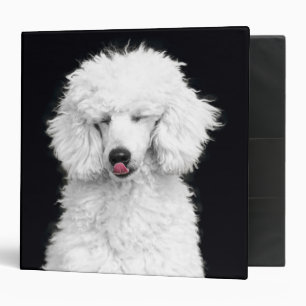 Classeur Caniche blanc