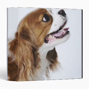 Classeur Cavalier King Charles Spaniel