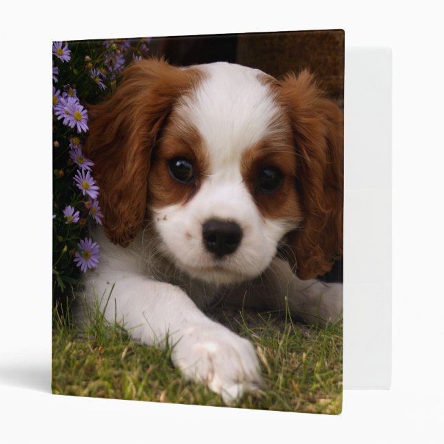 Classeur Cavalier King Charles Spaniel (Devant/intérieur)