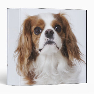 Classeur Cavalier King Charles Spaniel assis en studio