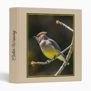 Classeur Cèdre cire Songbird Photo originale Oiseau sauvage