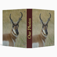 Cerf brocard d'antilope A5
