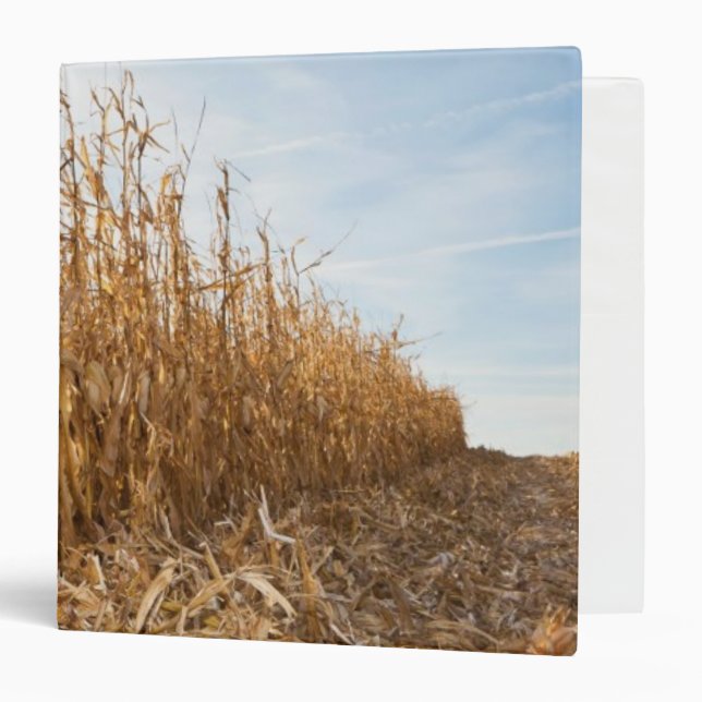 Classeur Champ de maïs en partie moissonné (Devant/Intérieur)