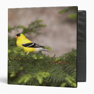 Classeur Chardonneret jaune mâle dans un arbre