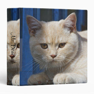 Classeur Chat britannique de Shorthair