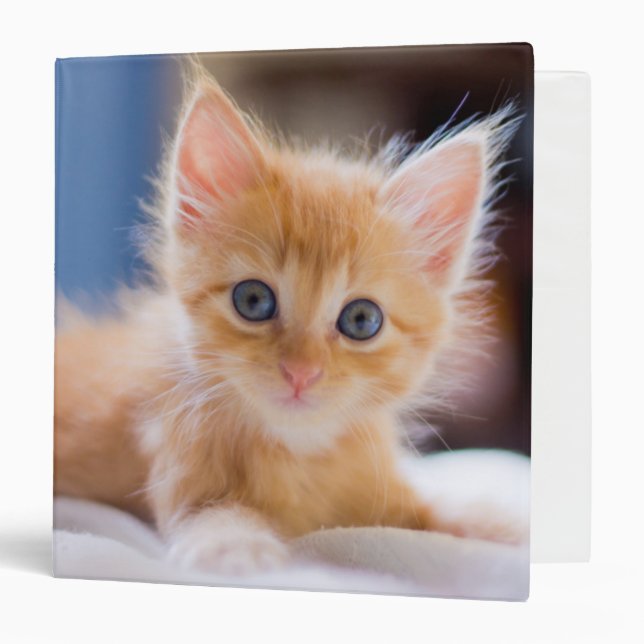 Classeur Chat mignon avec des yeux bleus (Devant/Intérieur)