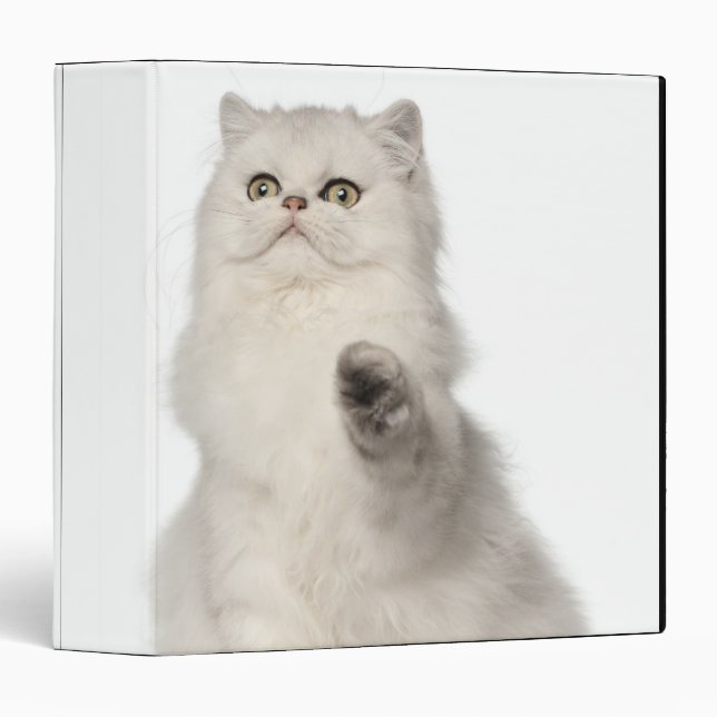 Classeur Chat perse assis (Devant/Côté)