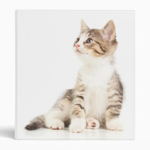 Classeur Chaton