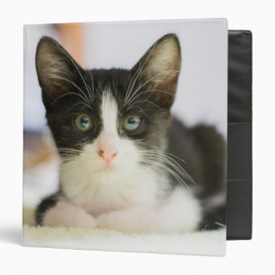 Classeur Chaton blanc et noir doux
