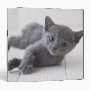 Classeur Chaton bleu russe