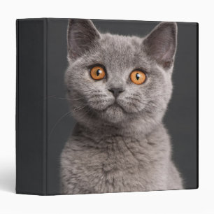 Classeur Chaton britannique de Shorthair (3 mois)