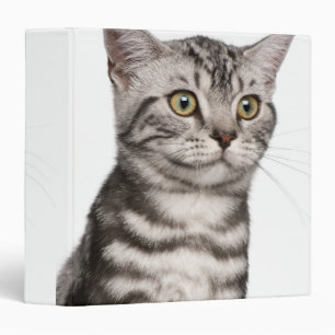 Classeur Chaton britannique de Shorthair (4 mois)
