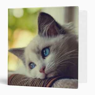 Classeur Chaton de Ragdoll